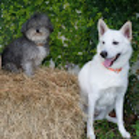 Meet your Posher, Elizabeth - Picture 1 of 1